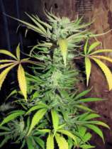 GreenMan Organic Seeds Chunky Cherry Malawi