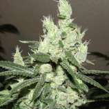 Green Beanz Seeds Chem 4 DD