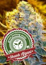 Green Fantasy Seeds Skunk Afgani