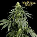 Green House Seeds Arjan's Haze #1