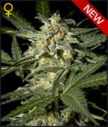 Green House Seeds Auto White Widow