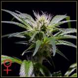 Green House Seeds Damn Sour