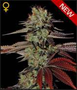 Green House Seeds King's Kush Automatic