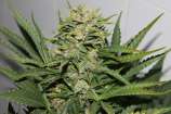 Greenbud Seeds Blackout Express Auto