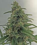 Greenbud Seeds Critical Early Version