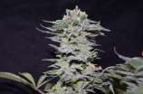 Greenbud Seeds NL 10 Early Version