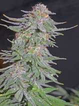 Greenbud Seeds White Widow x AK Early Version