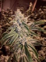 Greenlife Seeds US White Gorilla