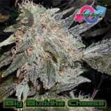 Growers Choice Big Buddha Cheese