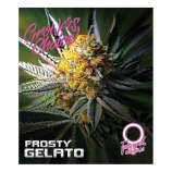 Growers Choice Frosty Gelato Autoflowering