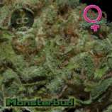 Growers Choice Monsterbud