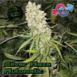 Growers Choice Silverhaze Autoflowering