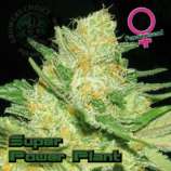 Growers Choice Super Powerplant