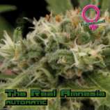 Growers Choice The Real Amnesia Autoflowering