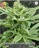 Hawaiian Budline Jah-Waiian Hulk