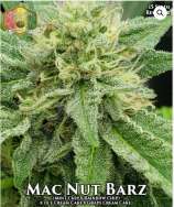 Hawaiian Budline Mac Nut Barz