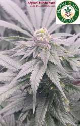 Heart & Soil Seeds Afghani Hindu Kush