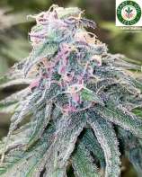 Heart & Soil Seeds Italian Stallion