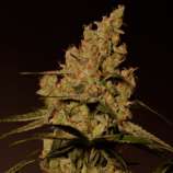 Helvetic Seeds MAC1