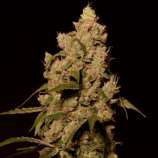 Helvetic Seeds Sunset Sherbert