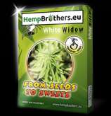 Hempbrothers White Widow