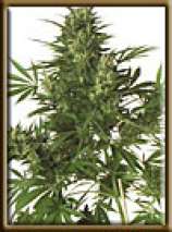 High Quality Seeds Afghani Hindu Kush