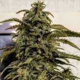 Holy Smoke Seeds Banana Sativa