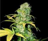 Holy Smoke Seeds Malange Gold