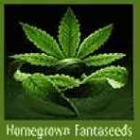 Homegrown Fantaseeds Afghani