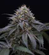 Humboldt Seed Organisation Sugar Breath