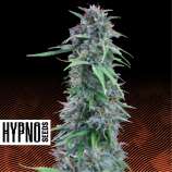 Hypno Seeds Amerikan Pie