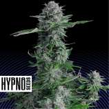 Hypno Seeds Crystal Ball