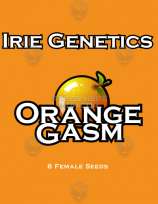 Irie Genetics Orange Gasm