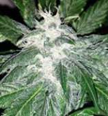 Iron Fist Genetics Double Poway Doja