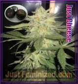 JustFeminized.com Just Cheese