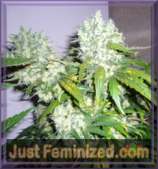 JustFeminized.com Super Skunk