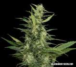 Kalashnikov Seeds Amur Giant Auto