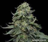 Kalashnikov Seeds Kabul Express