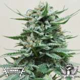 Kalashnikov Seeds Northern Russian Auto