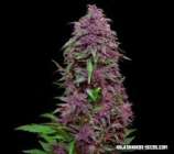 Kalashnikov Seeds Purple Mazar Auto