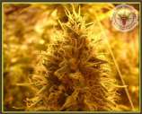 Kali's Fruitful Cannabis Seeds Puff Puff Pass Out