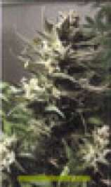 Kannabia Seeds Green Shiva