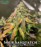 Katsu Seeds Sour Sasquatch