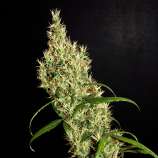 Khalifa Genetics Rasol Village