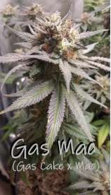 Kickflip Genetics Gas Mac