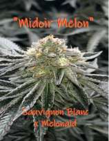 Kickflip Genetics Midoir Melon