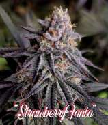 Kickflip Genetics Strawberry Fanta