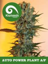 Kiwiseeds Auto Power Plant