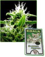 Koala Seeds Barrier Reefer