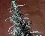 Kush Cannabis Seeds Haze Kush